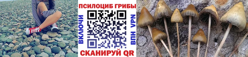 где купить   Иноземцево  Галлюциногенные грибы Psilocybe 